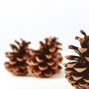Musikalischer Adventkalender © A.L. Kraml